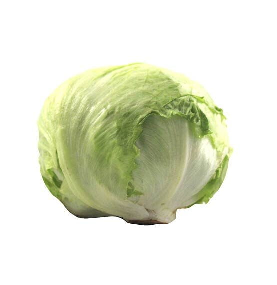 Lechuga Batavia Und